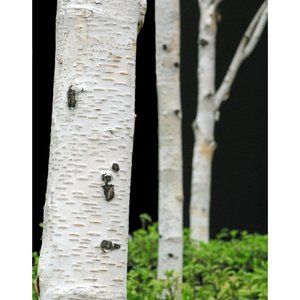 Three Birch Trees  8 x10  print